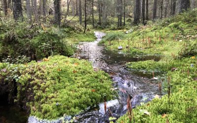 Kirkkonummen Vihreät otti käyttöön turvallisemman tilan periaatteet